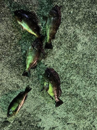 クロメバルの釣果