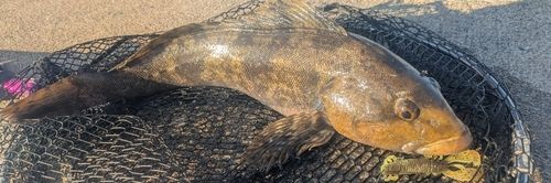 アイナメの釣果