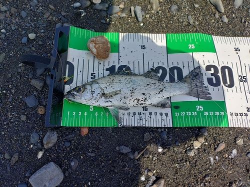 ヒラスズキの釣果