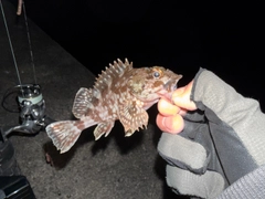 ガシラの釣果