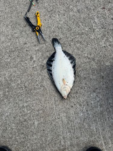 カレイの釣果
