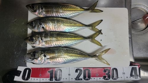 アジの釣果
