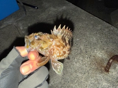 ガシラの釣果