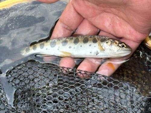 アマゴの釣果