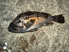 クロソイの釣果