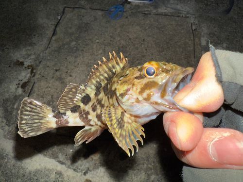 タケノコメバルの釣果