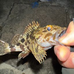 タケノコメバル