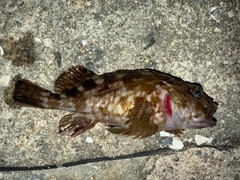 ガシラの釣果
