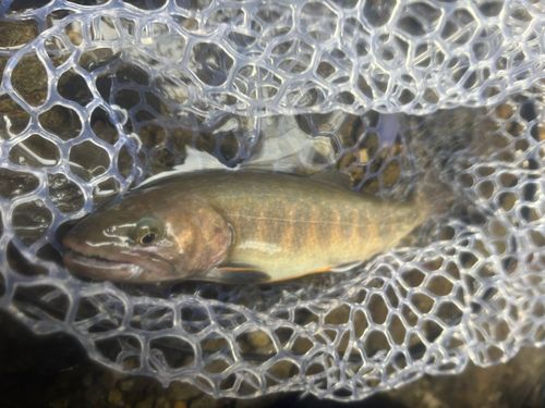 イワナの釣果