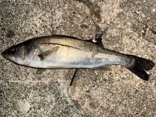 セイゴ（マルスズキ）の釣果