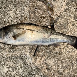 セイゴ（マルスズキ）