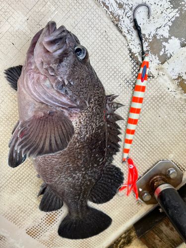 マゾイの釣果