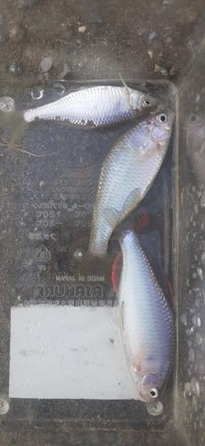 ヤリタナゴの釣果