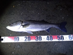 フッコ（マルスズキ）の釣果