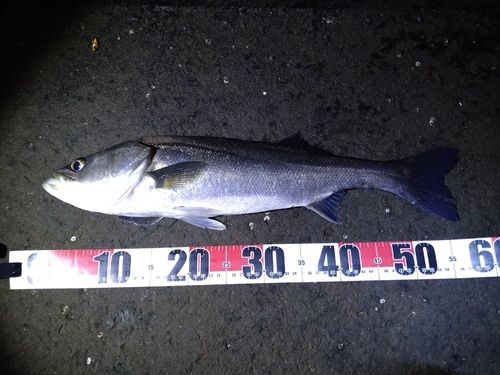 フッコ(マルスズキ)の釣果