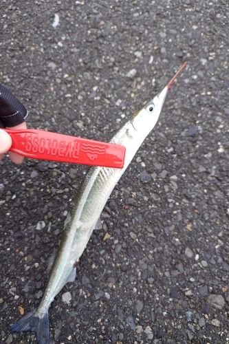 サヨリの釣果