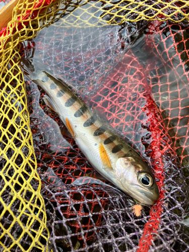 ヤマメの釣果