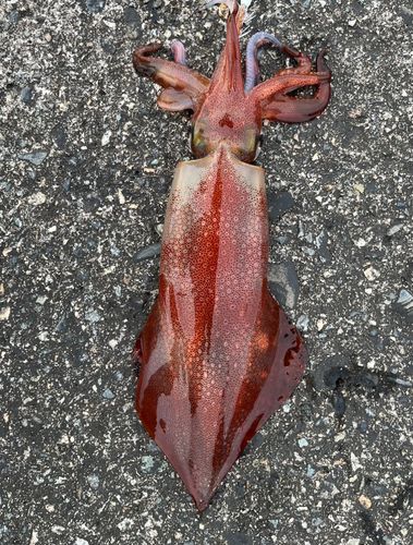 ケンサキイカの釣果