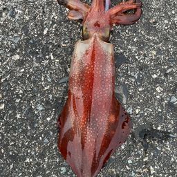 ケンサキイカ