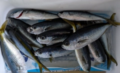 タカベの釣果