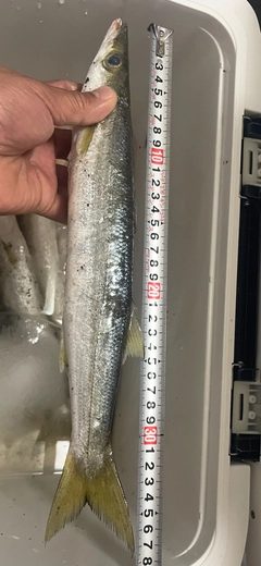アカカマスの釣果