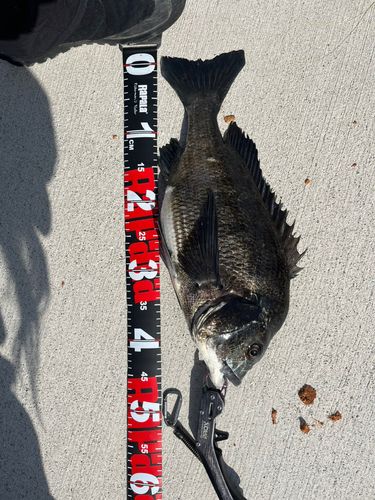 チヌの釣果