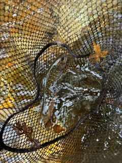 イワナの釣果