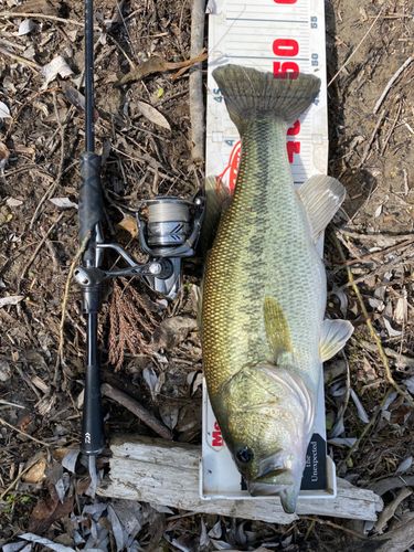 ラージマウスバスの釣果