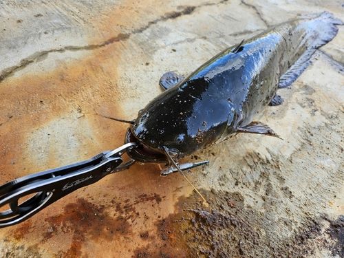 ニホンナマズの釣果