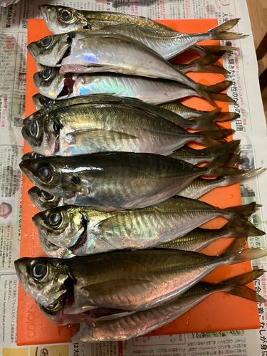アジの釣果