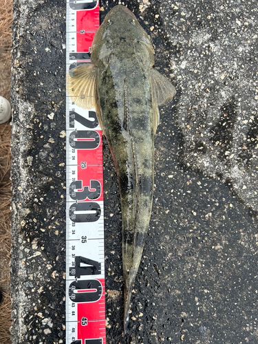 マゴチの釣果