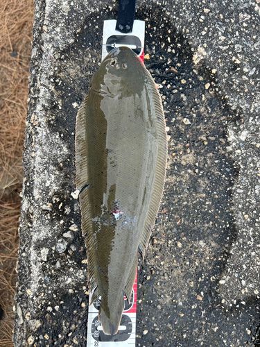 シタビラメの釣果