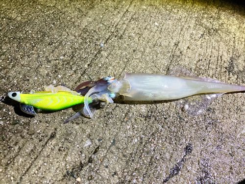 ヤリイカの釣果