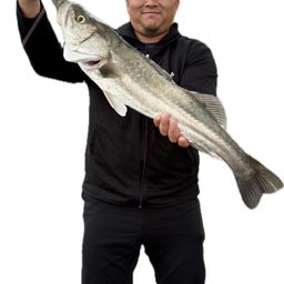 シーバス