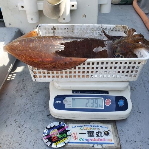 アオリイカの釣果