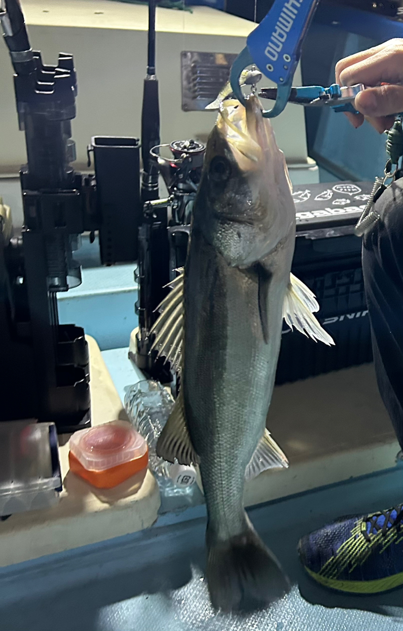 SHIMANO 20ツインパワー C3000MHGの最安値・インプレ・釣果