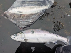 サクラマスの釣果
