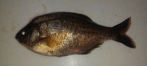 ウミタナゴの釣果