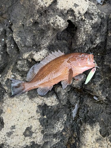 オオモンハタの釣果