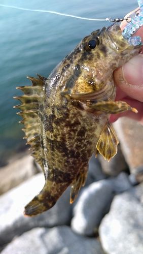 タケノコメバルの釣果