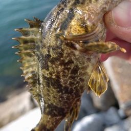 タケノコメバル