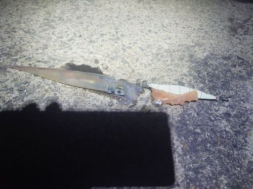 ササイカの釣果