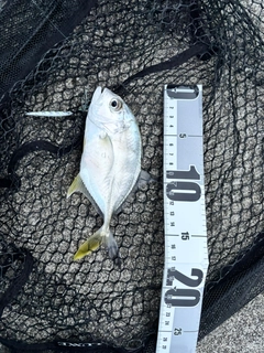 ギンガメアジの釣果