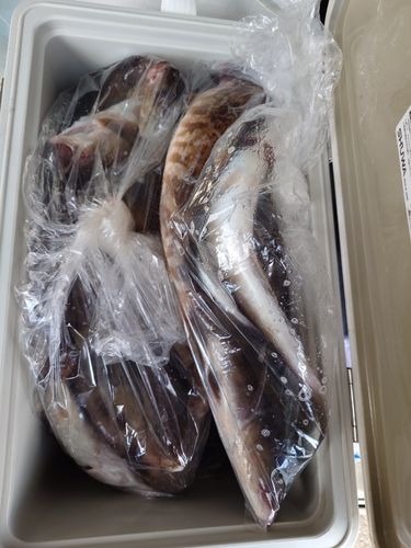 ホッケの釣果