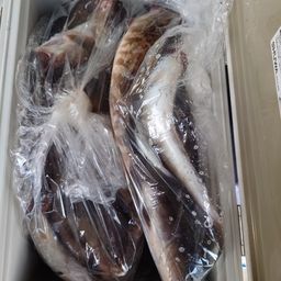 ホッケ