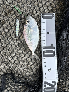 コバンヒイラギの釣果