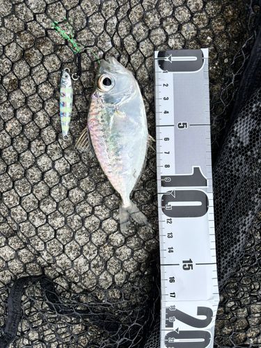 コバンヒイラギの釣果