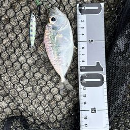 コバンヒイラギ