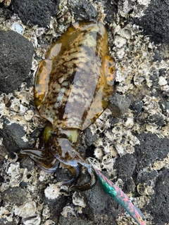 アオリイカの釣果