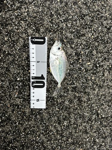 コバンヒイラギの釣果